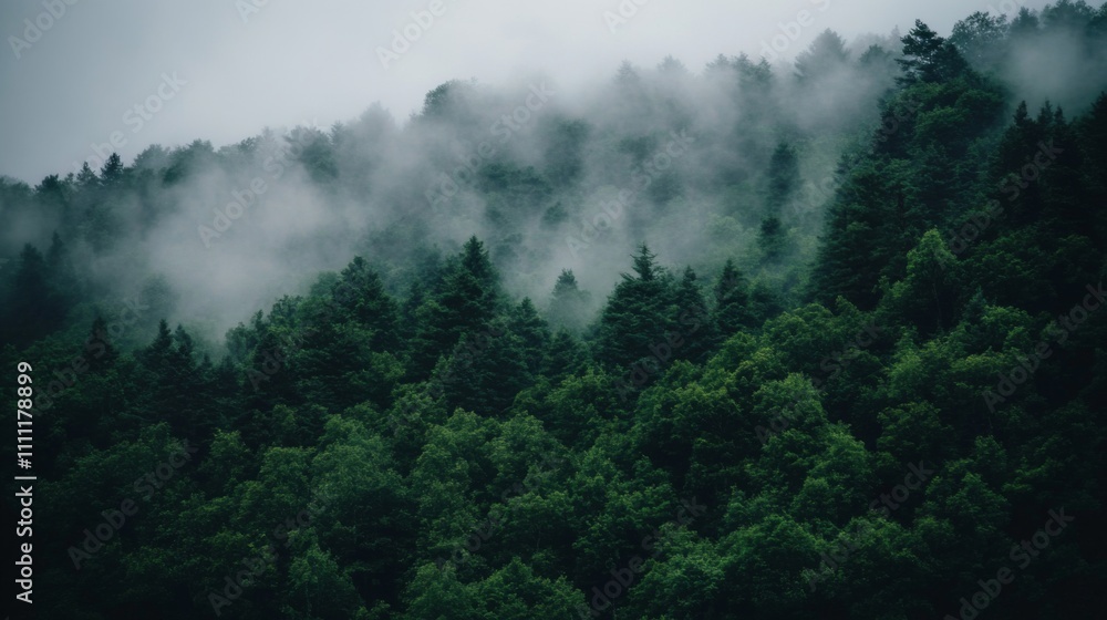 Foggy Forest Landscape with Lush Green Trees Foggy Forest Landscape with Lush Green Trees