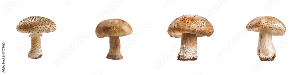 Set of Wild Mushrooms isolated on transparent background Set of Wild Mushrooms isolated on transparent background