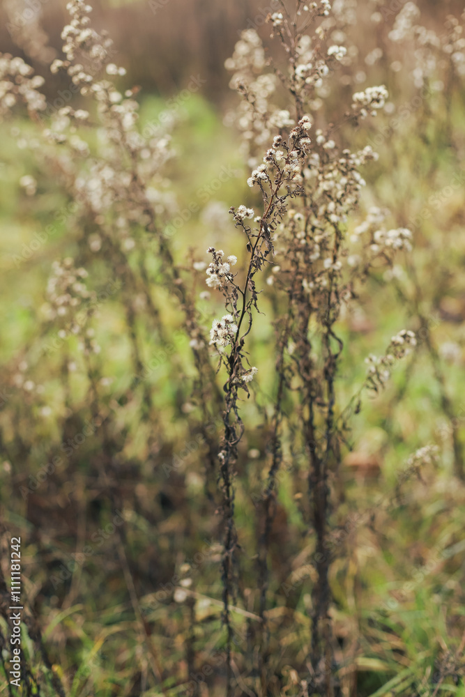 Fleurs gros plan Fleurs gros plan