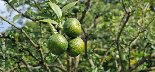 three citrus fruits still green with leaves on the citrus tree