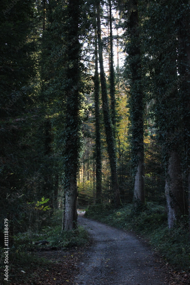Fototapeta premium forest in autumn