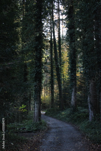 forest in autumn