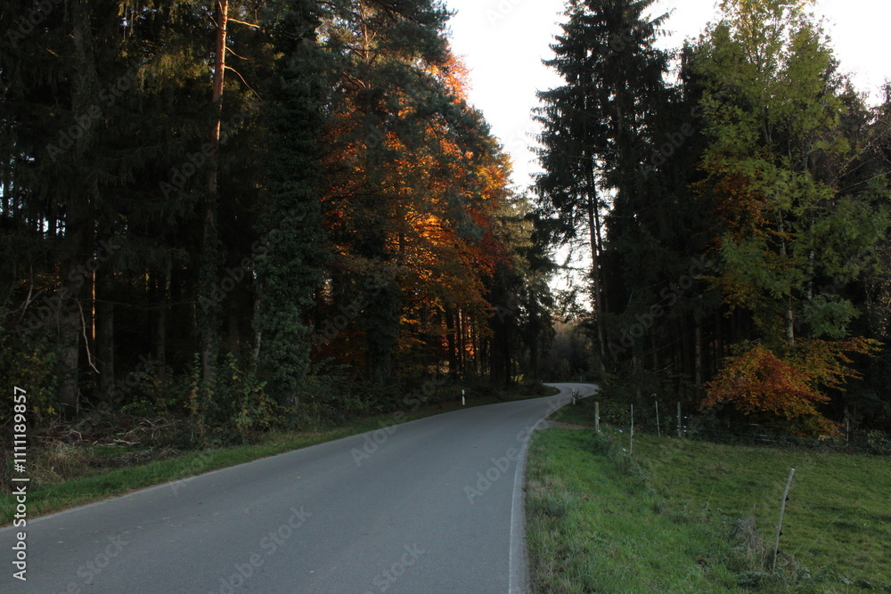 Fototapeta premium road in autumn forest