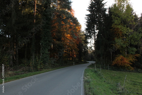 road in autumn forest