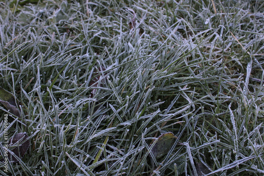 grass in the snow grass in the snow