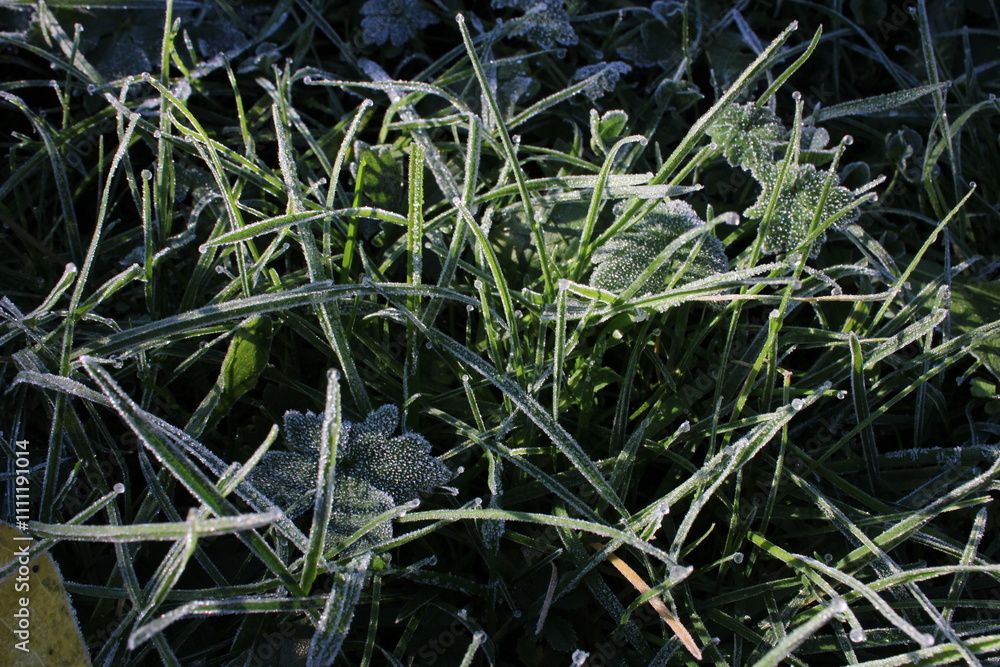 Obraz premium grass in the wind