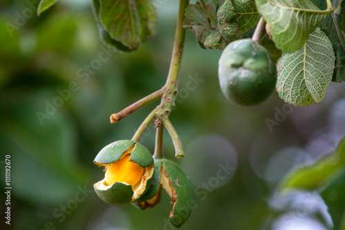 Ripe Pequi fruit (Caryocar brasiliense), wild fruits typical of the Brazilian cerrado biome.