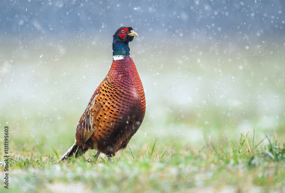 Fototapeta premium Ringneck Pheasant (Phasianus colchicus) male close up