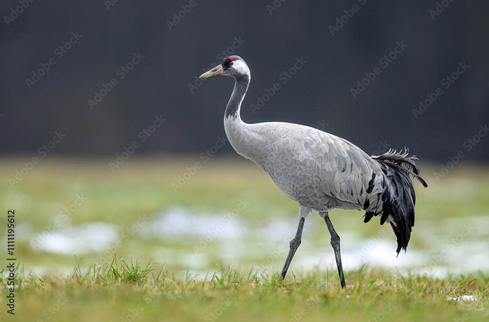 Fototapeta premium Common crane bird ( Grus grus )