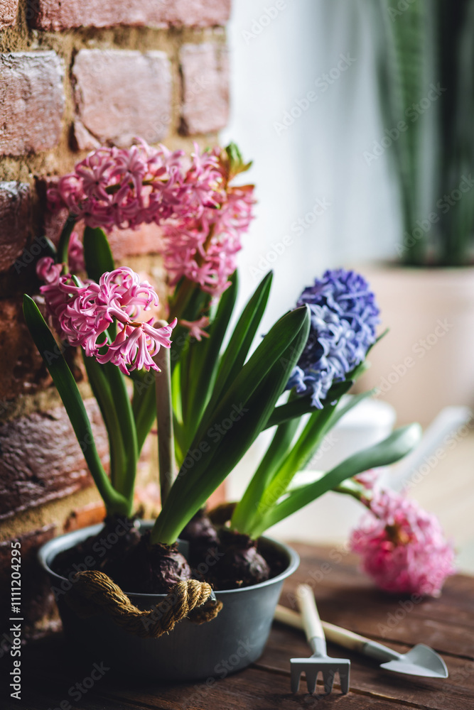 Spring floral home decor, cozy atmosphere. Bright fresh purple and pink bulbous hyacinth flowers on wooden windowsill. Springtime gardening concept. Sustainable lifestyle, earth day