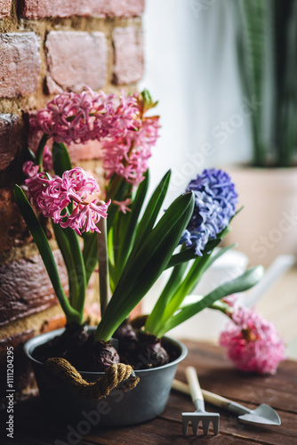 Spring floral home decor, cozy atmosphere. Bright fresh purple and pink bulbous hyacinth flowers on wooden windowsill. Springtime gardening concept. Sustainable lifestyle, earth day