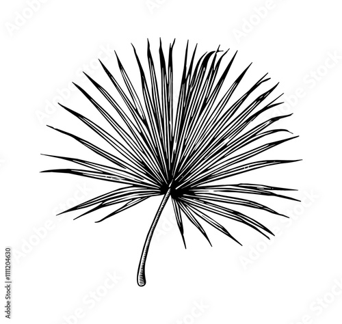 palmetto fan engraving black and white outline photo