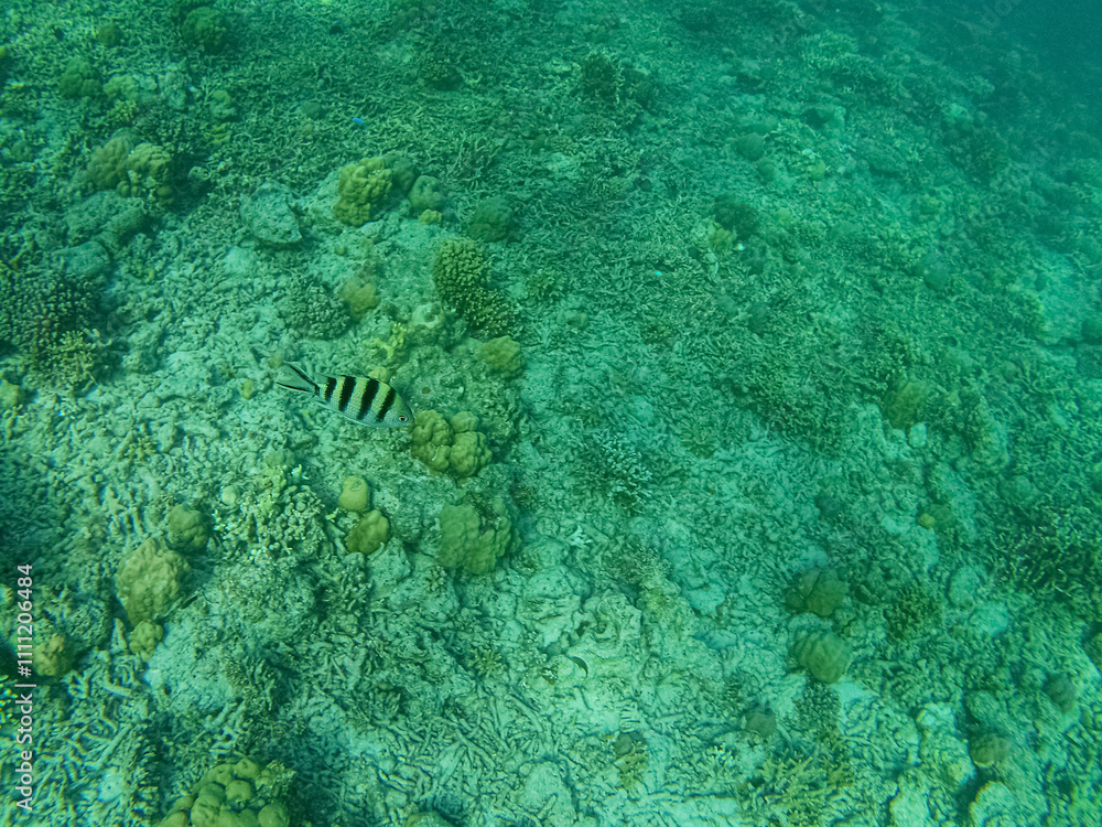 coral reef with fish coral reef with fish