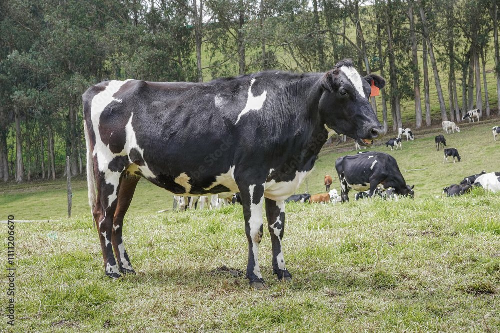 Side shot of a Holstein cow mooing in the field