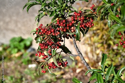 Coral bush ( Ardisia crenata ) berries. Primulaceae evergreen shrub. The berries ripen red in winter and are used in New Year decorations in Japan as an auspicious tree. photo