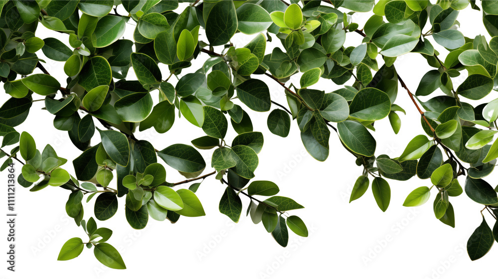 Obraz premium A minimalist leaf border design featuring natural green foliage, ideal for clean and modern visuals.