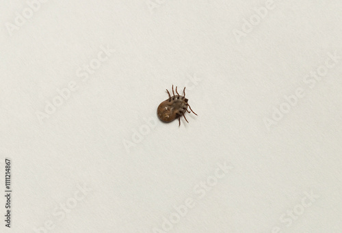 Ixodes ricinus, the castor bean tick, is a chiefly European species of hard-bodied tick. Female. photo