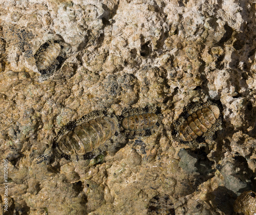 Acanthopleura haddoni, tropical species of chiton. The fauna of the Red Sea. A marine molluscs on a rock. photo