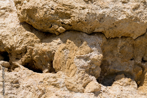 Fossil corals of the Red Sea. Ancient creatures, turned into stone. Reef corals. photo