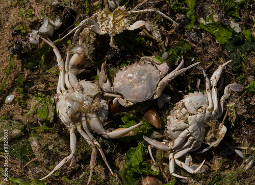 Liocarcinus depurator (Portunus plicatus), sometimes called the harbour crab, or sandy swimming crab. The fauna of the Black Sea. Dead animals. photo