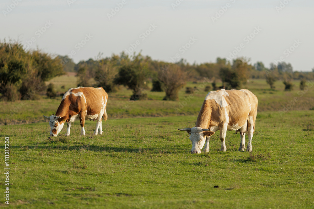 Cows grazing peacefully in a lush green field Cows grazing peacefully in a lush green field