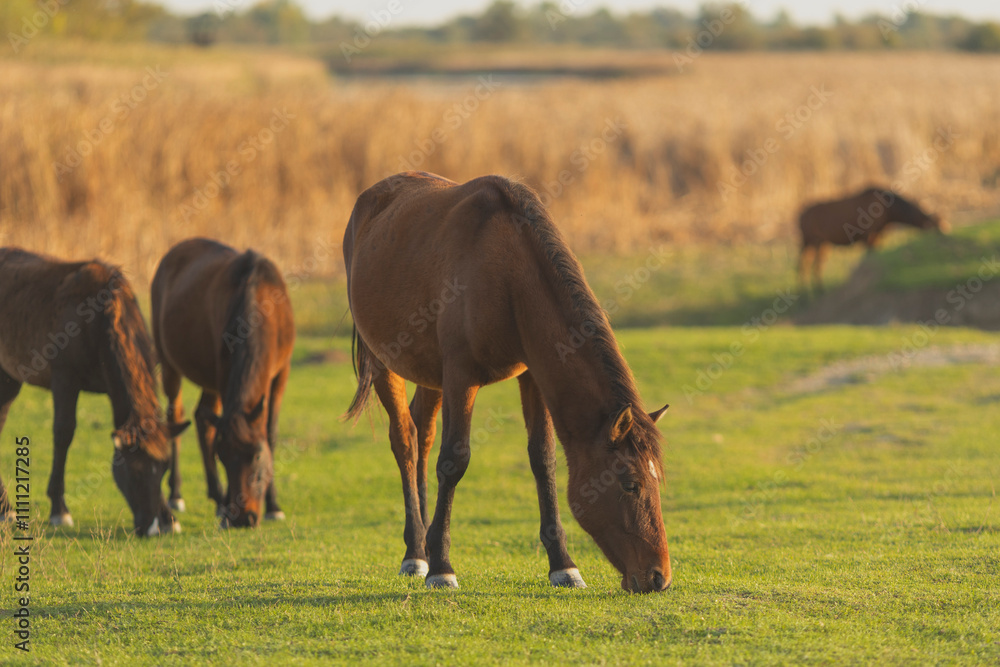 Obraz premium Horses grazing in a sunlit meadow surrounded by golden fields in the late afternoon