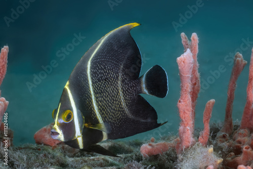 French Angel Fish (Pomacanthus paru) at the Blue Heron Bridge, Phil Foster Park, Riviera Beach, Florida photo