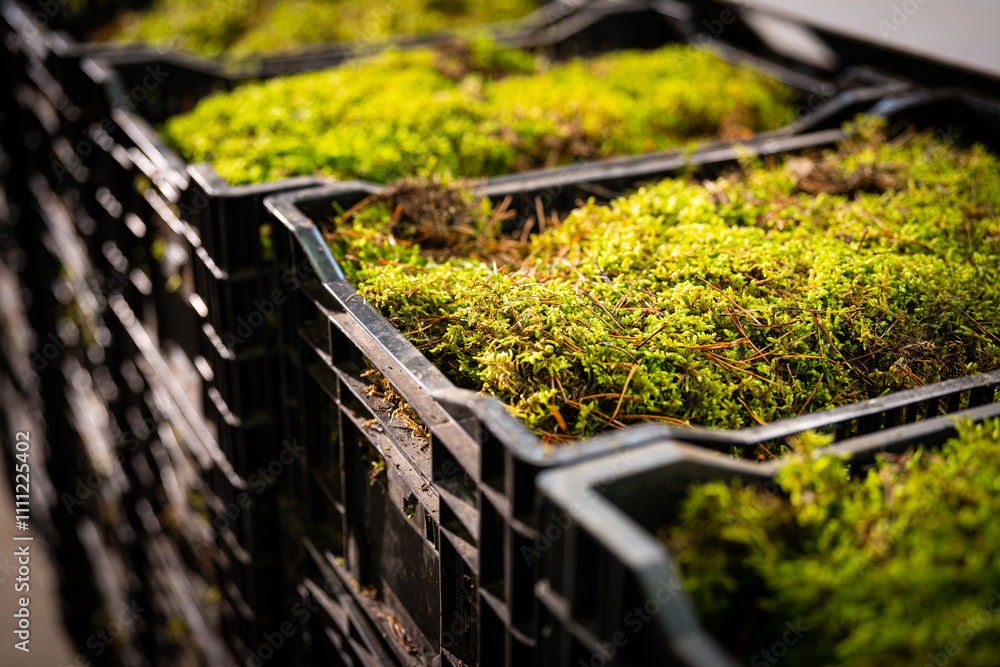 moss plants - humidity - nice ecological decoration