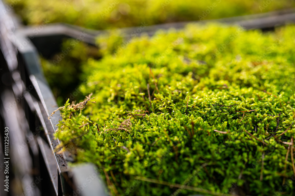 moss plants - humidity - nice ecological decoration