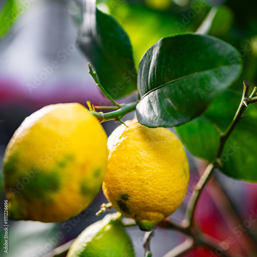 Citrus limon - lemon tree - full of fruit on the branches - care and cultivation