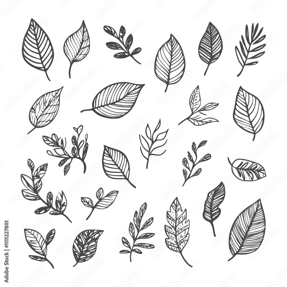Collection Of Hand Drawn Black And White Leaf Illustrations Collection Of Hand Drawn Black And White Leaf Illustrations