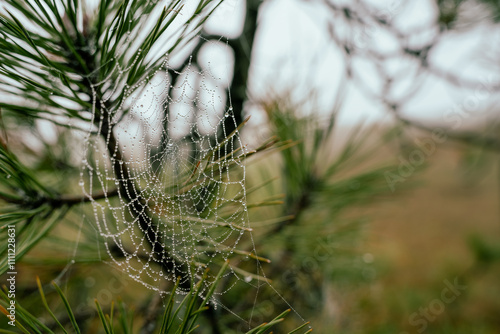 A spider web with dew on a pine tree.