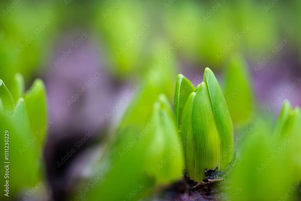 flower bulbs - blooming tulips for sale - close-up of natural color