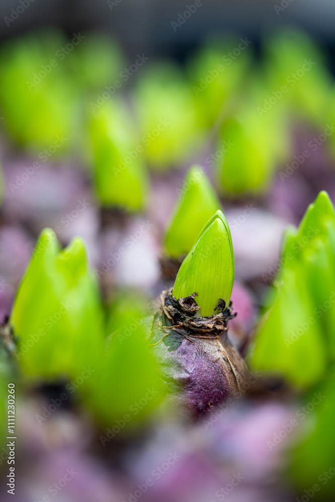 flower bulbs - blooming tulips for sale - close-up of natural color