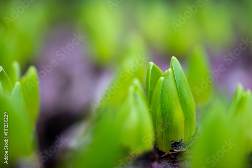 Obraz na płótnie flower bulbs - blooming tulips for sale - close-up of natural color w salonie