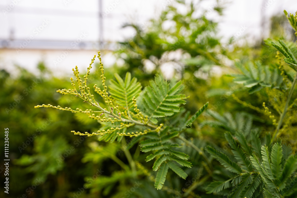 yellow mimosa flower - ornamental and poisonous plant
