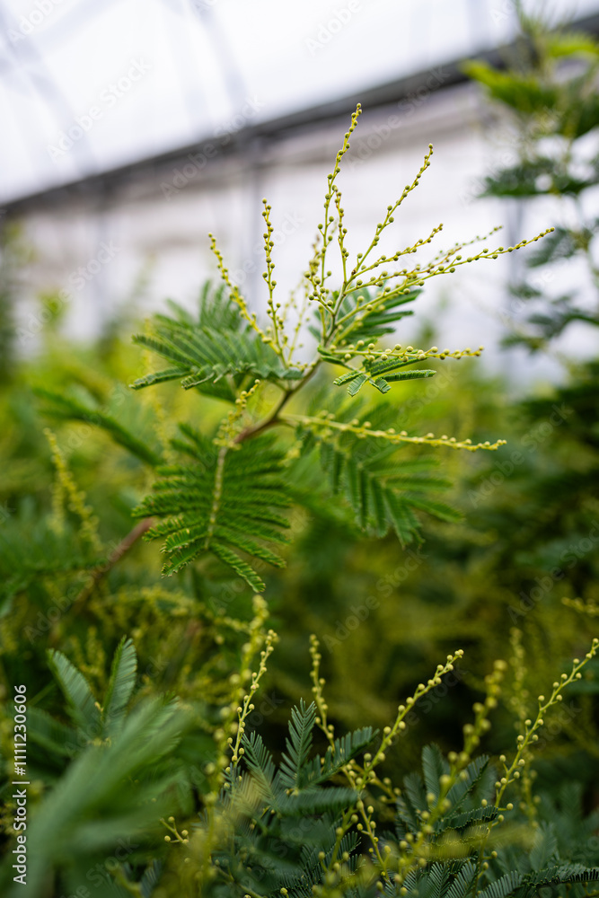 yellow mimosa flower - ornamental and poisonous plant