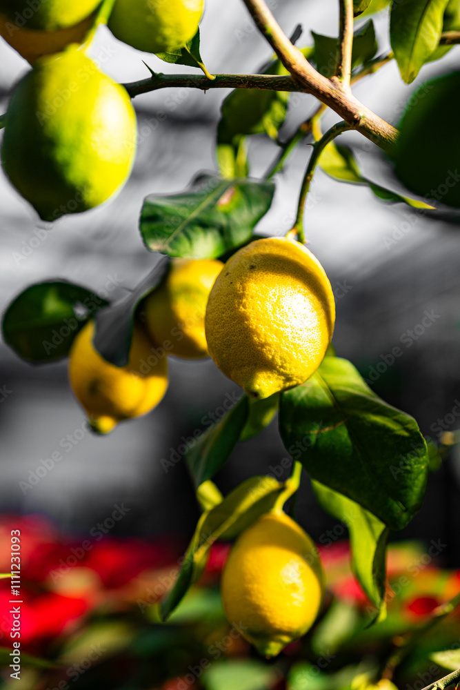 lemon tree - ripening lemons - homemade sour lemons