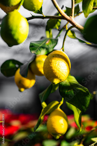 Obraz na płótnie lemon tree - ripening lemons - homemade sour lemons w salonie