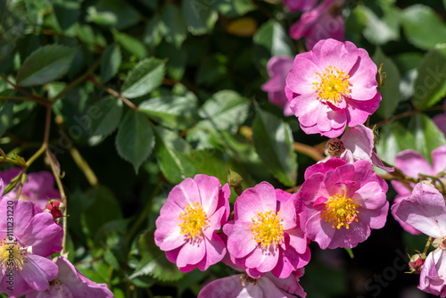 
Lavender Dream Rose flowers growing in the garden. United States.
