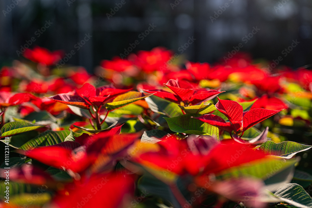 poinsettia flower - Poinsettia - plant care