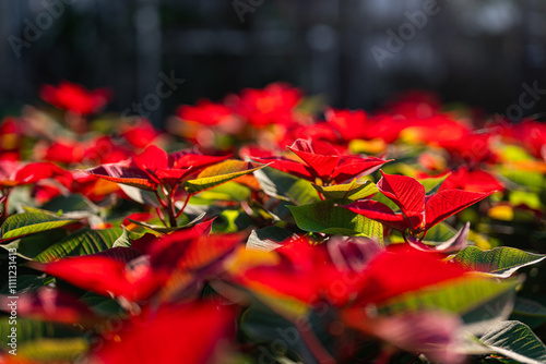 Obraz na płótnie poinsettia flower - Poinsettia - plant care w salonie