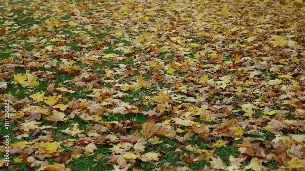 A mix of yellow, orange, and brown autumn leaves covers a grassy area, creating a vibrant contrast with the green grass and adding dynamic texture. A mix of yellow, orange, and brown autumn leaves covers a grassy area, creating a vibrant contrast with the green grass and adding dynamic texture.
