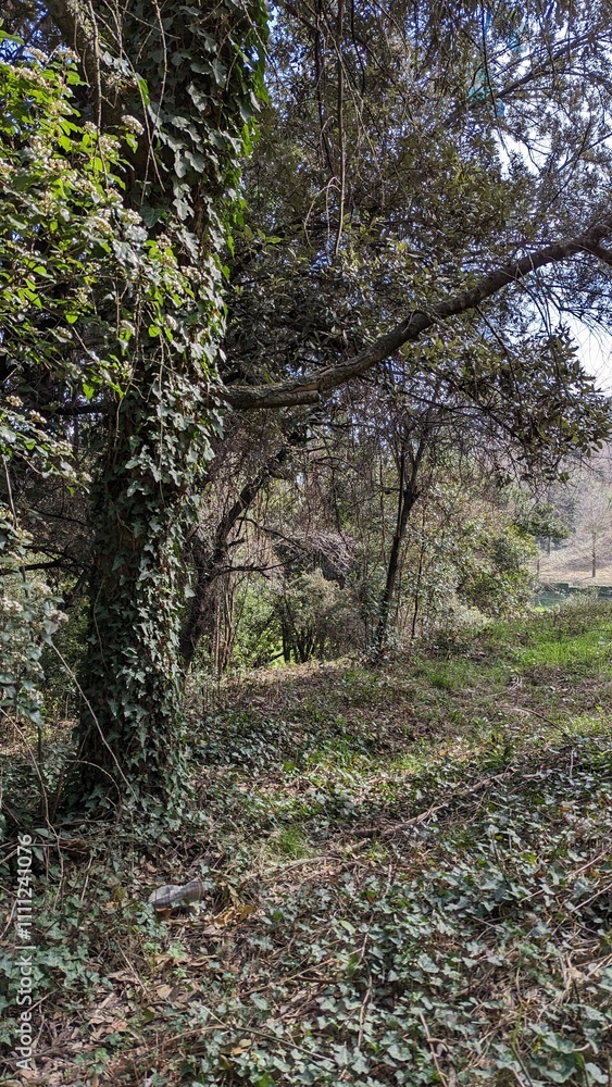 Obraz premium Forest with ivy