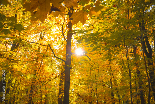 Montreal,Canada : Autumn scenes from Montreal, Canada. The colors in the city's parks are vibrant during the fall season.