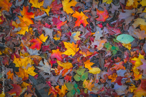 Montreal,Canada : Autumn scenes from Montreal, Canada. The colors in the city's parks are vibrant during the fall season.