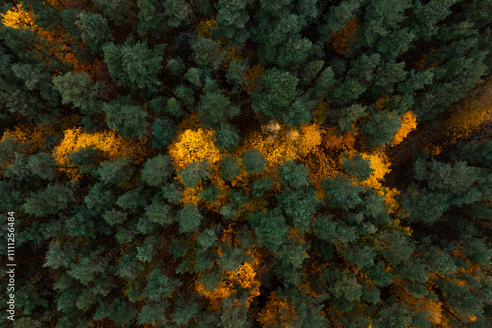 An aerial perspective captures a dense forest with deep green coniferous trees and vibrant yellow foliage forming a natural pathway effect. An aerial perspective captures a dense forest with deep green coniferous trees and vibrant yellow foliage forming a natural pathway effect.