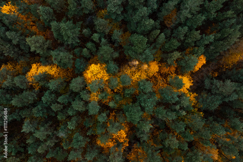 Tableau sur toile An aerial perspective captures a dense forest with deep green coniferous trees and vibrant yellow foliage forming a natural pathway effect