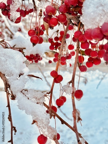 Close up of a beautiful tree with red berries in the snow.  Freezing rain and snow created icicles on the tree that glisten in the sun. Adds a burst of festive holiday color to the winter in New York. photo