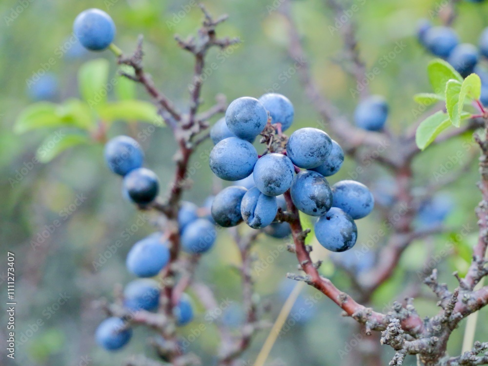 Fruits of blackthorn or sloe (Prunus spinosa) on the bush. Sweden Fruits of blackthorn or sloe (Prunus spinosa) on the bush. Sweden